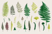 Set Ferns. Vintage Vector Botanical Illustration. Colorful