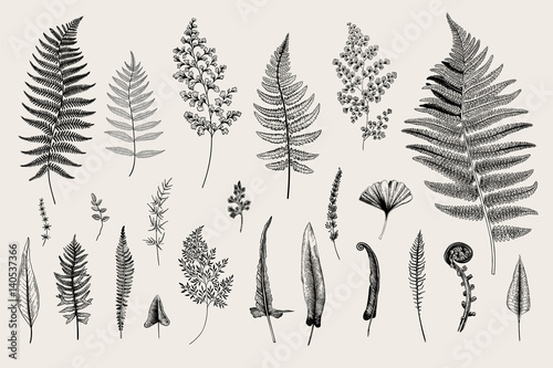 Foto Set Ferns. Vintage vector botanical illustration. Black and white