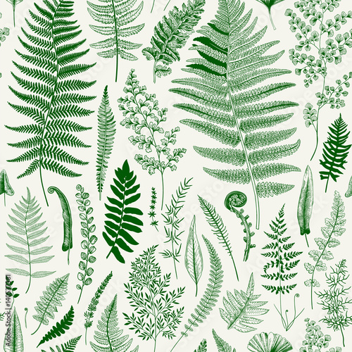 Seamless pattern. Ferns. Vintage vector botanical illustration. Green