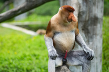 Male Proboscis Monkey With Legs Spread Sitting On A Log, Borneo