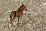 Fototapeta  - Wild foal
