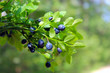 branches with bilberry in the forest