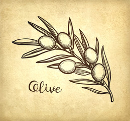 Canvas Print - vector illustration of olive branch.