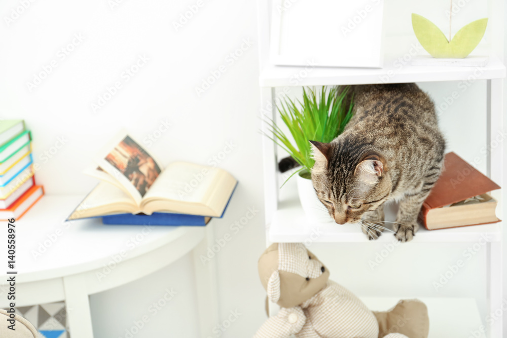 Grey tabby cat, book and plant on white stand