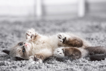 Wall Mural - Cute little kitten on carpet at home, closeup