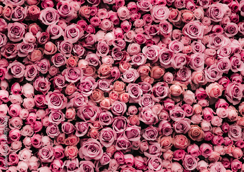 flowers wall background with amazing roses © joeycheung