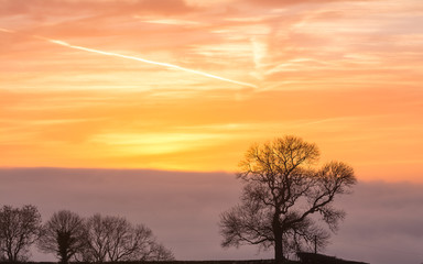 Silhouetted Tree C against Sunrise Sky in Golden Hour