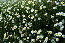 Chamomile Drops Dew Flowers Nature