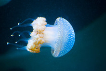 Several Jellyfishs Moving In Water