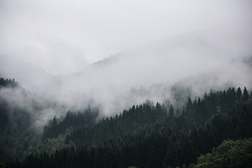  Fog in Norwegian Forest