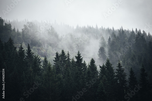  Fototapeta z lasem we mgle   mgla-w-norweskim-lesie