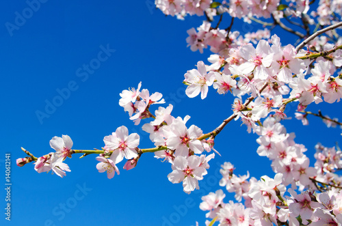 Beautiful blooming almond tree with flowers in full bloom in Santiago del Teide, Tenerife, Canarias Islands,Spain плакат