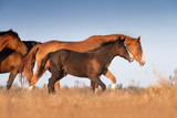 Fototapeta Konie - Horse on autumn pasture
