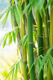 the bamboo forest