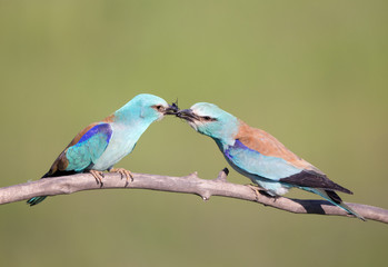 Wall Mural - Male bird Breasted rollers feeding female