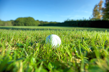 Wall Mural - Golf ball on wet lush fairway