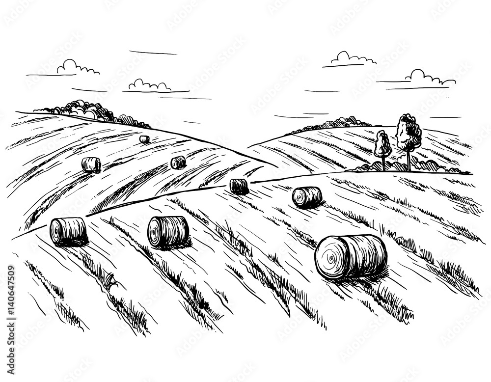 Rural landscape field wheat in graphical style. Hand drawn and ...