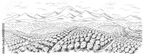 Fotografía coffee plantation landscape in graphic style hand-drawn vector illustration