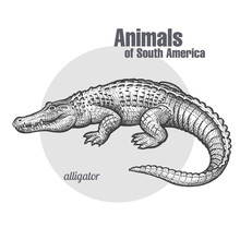 Animals Of South America Caiman.