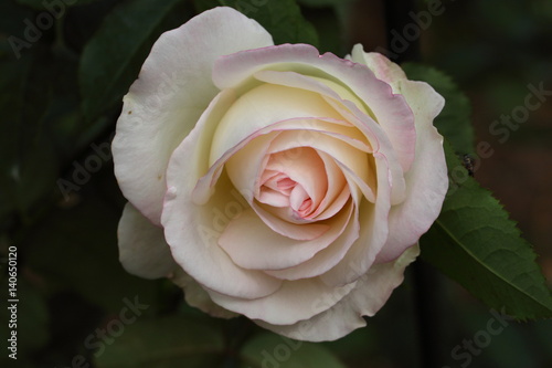 Fotomural Beautiful Rose flower in the garden