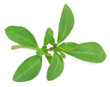 © Swapan - Thyme leaves