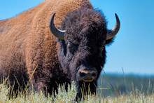 American Bison In Yellowstone