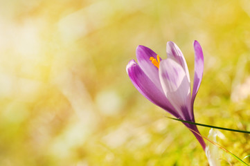 Wall Mural - Delicate purple crocus flowers blooming