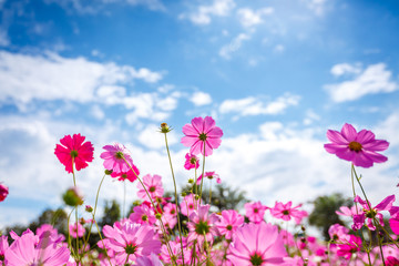 Wall Mural - cosmos flower blossom in garden