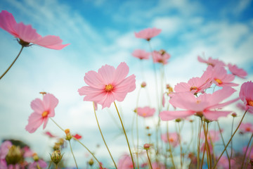 cosmos flower blossom in garden