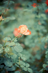 Sticker - Rose flower in garden