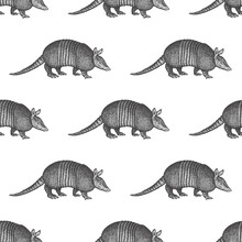 Seamless Pattern With Armadillo.