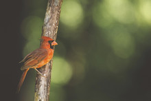Side View Of Cardinal Perching On Branch In Forest