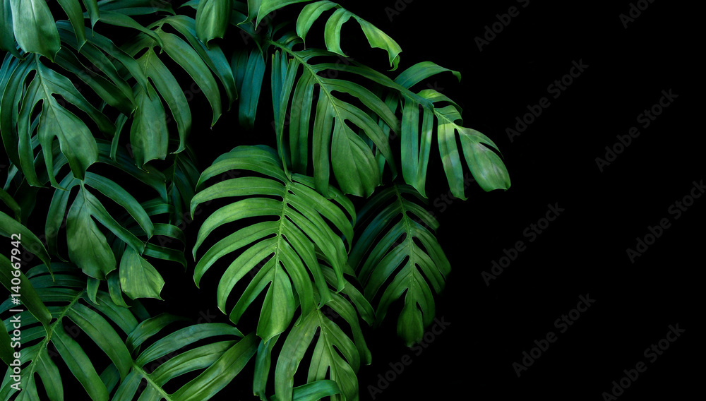 Green leaves of Monstera plant growing in wild, the tropical forest plant, evergreen vine on black background. - obrazy, fototapety, plakaty 