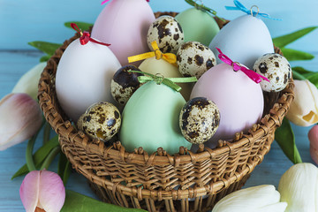 easter and spring concept/basket with easter and quail eggs,tulips on a blue wooden background