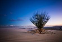 White Sands Cactus At Sunset. A Cactus Plant In The White Sands Of New Mexico Dune During Sunset