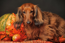 Longhaired Dachshund, Pumpkin And Autumn Leaves