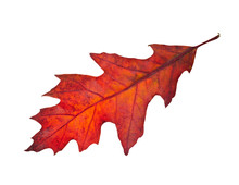 Autumn Leaf Of Red Oak Tree ( Quercus Rubra ) Isolated On White