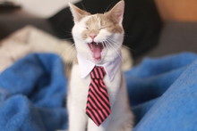Funny Gaping White Cat Or Kitten With Tie