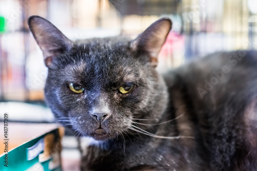 Fotografie, Obraz Unhappy dirty angry black cat face closeup in cage in store