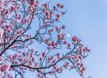 Magnolia Flowers Macro Closeup Against Blue Sky And Moon