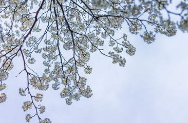 Wall Mural - White and green cherry blossoms isolated against sky