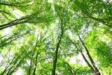 Fototapeta Na ścianę - forest trees, look up, sunshine