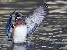 Male Wood Duck Flapping Wings
