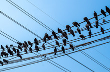 Pigeons Sitting On Wires, Flying