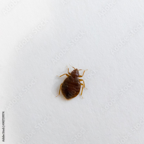 White Bed Bugs Bed Bug Get Rid