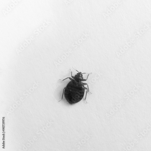 Is Bed Bug Black at Chere Newman blog