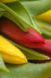 Fototapeta Tulipany - Red and yellow fresh tulips, closeup