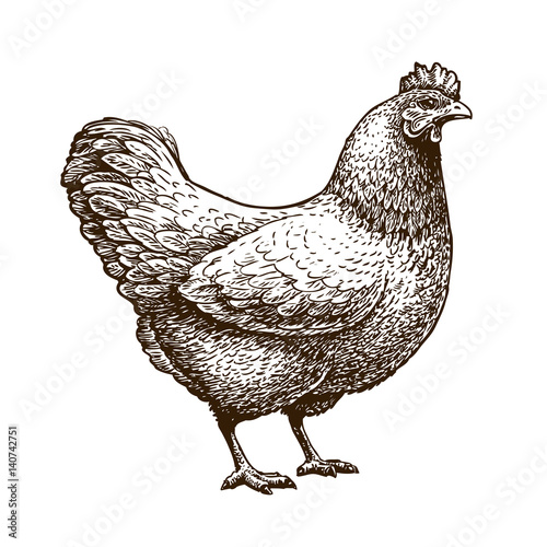 Hand Drawn Chicken Hen Poultry Broiler Farm Animal Vintage Sketch Vector Illustration Buy This Stock Vector And Explore Similar Vectors At Adobe Stock Adobe Stock