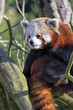 Red panda on the tree