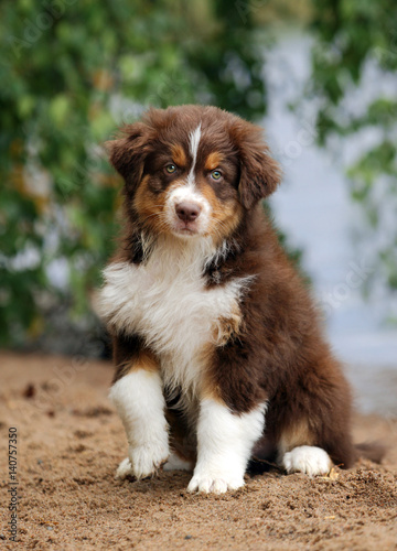 fluffy australian shepherd